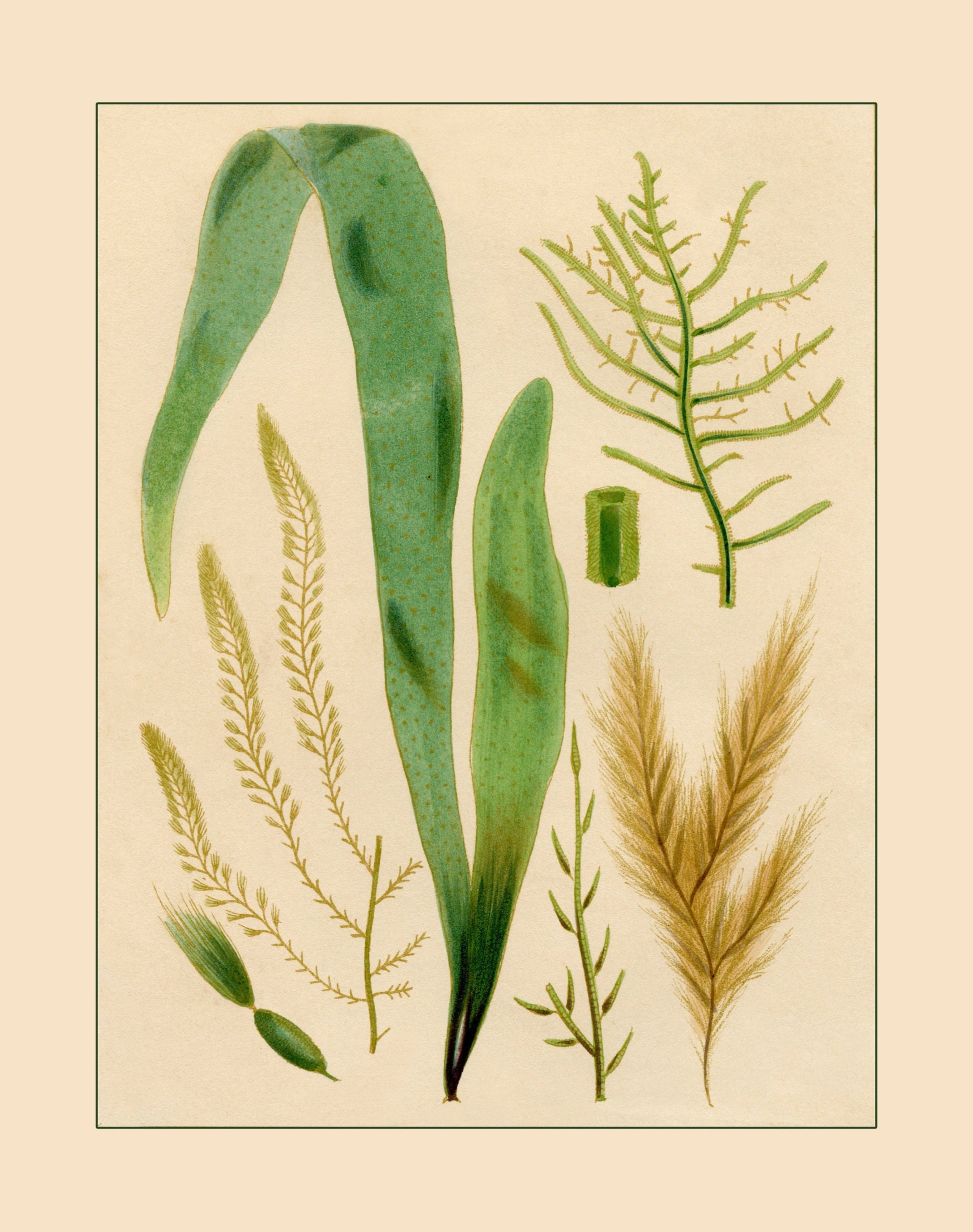 Seaweed Print 1857
