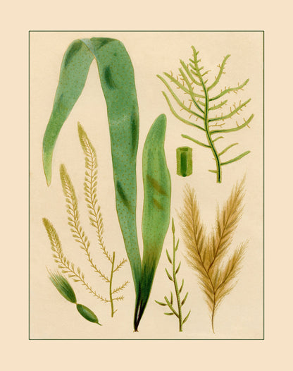 Seaweed Print 1857