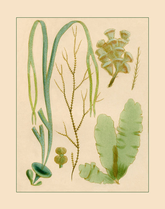 Seaweed Print 1857