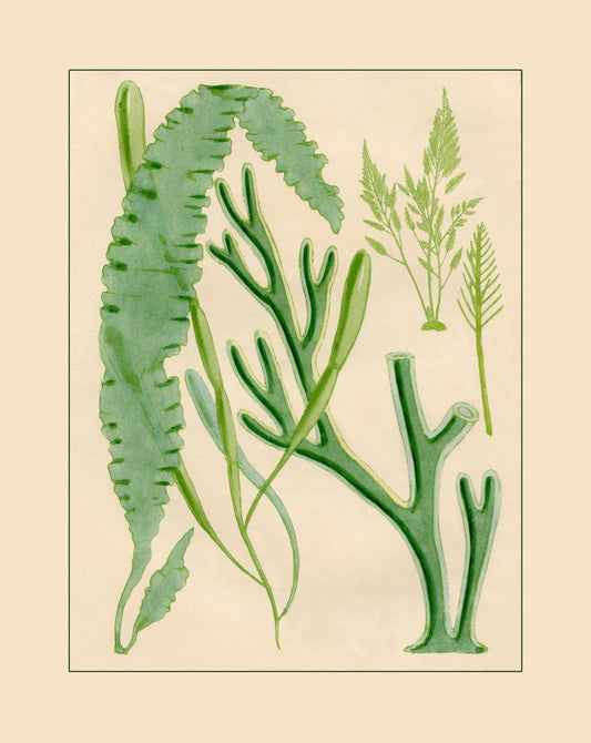 Seaweed Print 1857