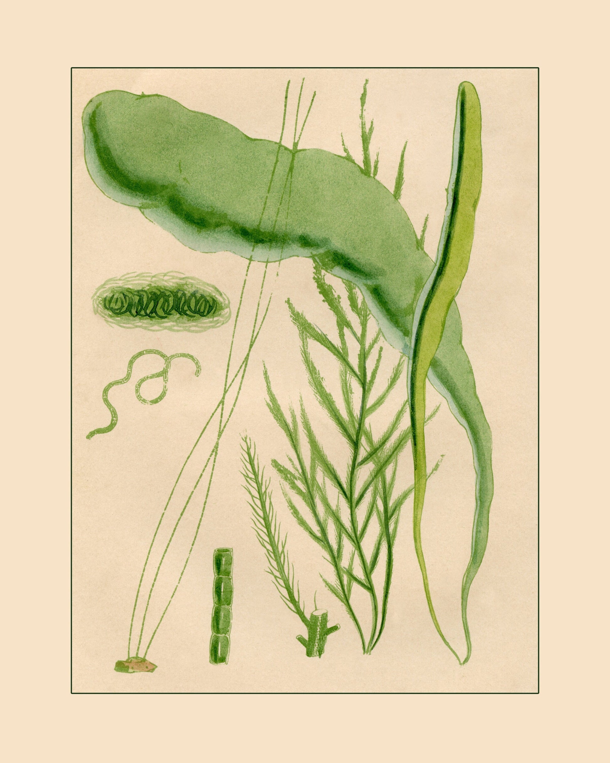 Seaweed Print 1857