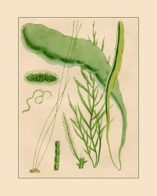 Seaweed Print 1857