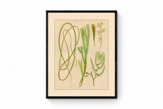 Seaweed Print 1857