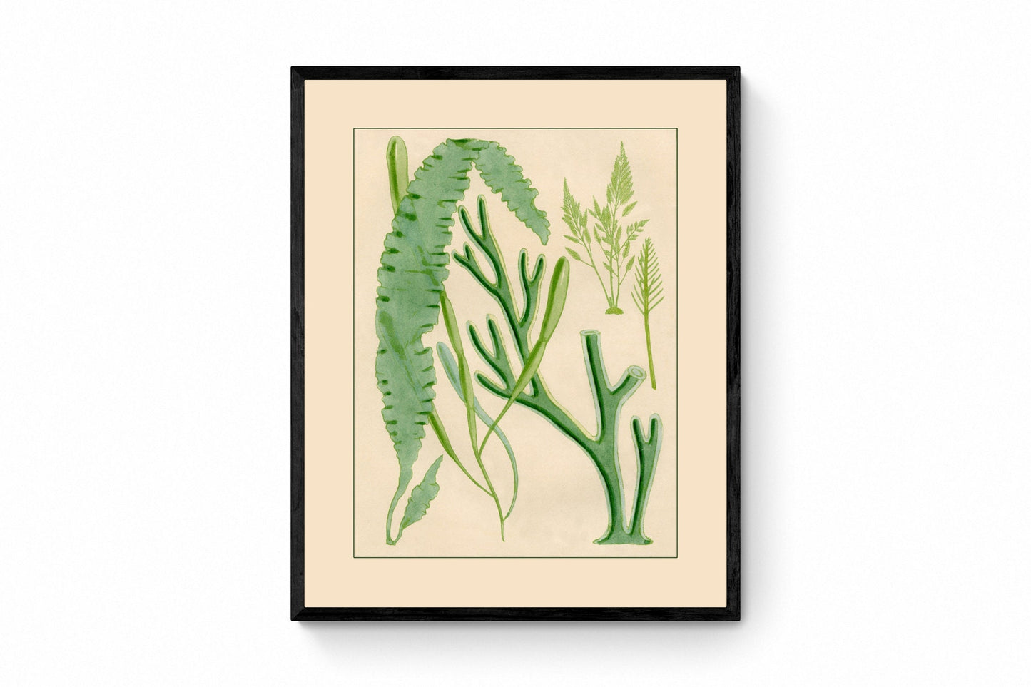 Seaweed Print 1857