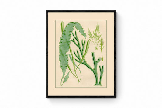 Seaweed Print 1857