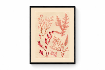 Seaweed Print 1857