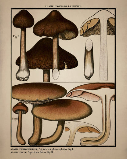 Fungi Mushroom Print