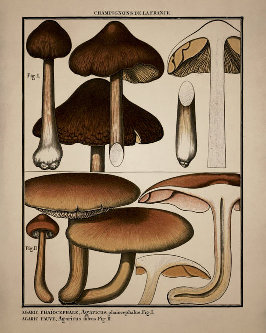 Fungi Mushroom Print