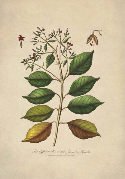 The Officinalis or True Jesuits Bark Print – antique art print from Ninska Designs