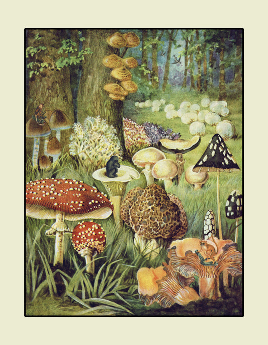 Fungi World – antique art print from Ninska Designs