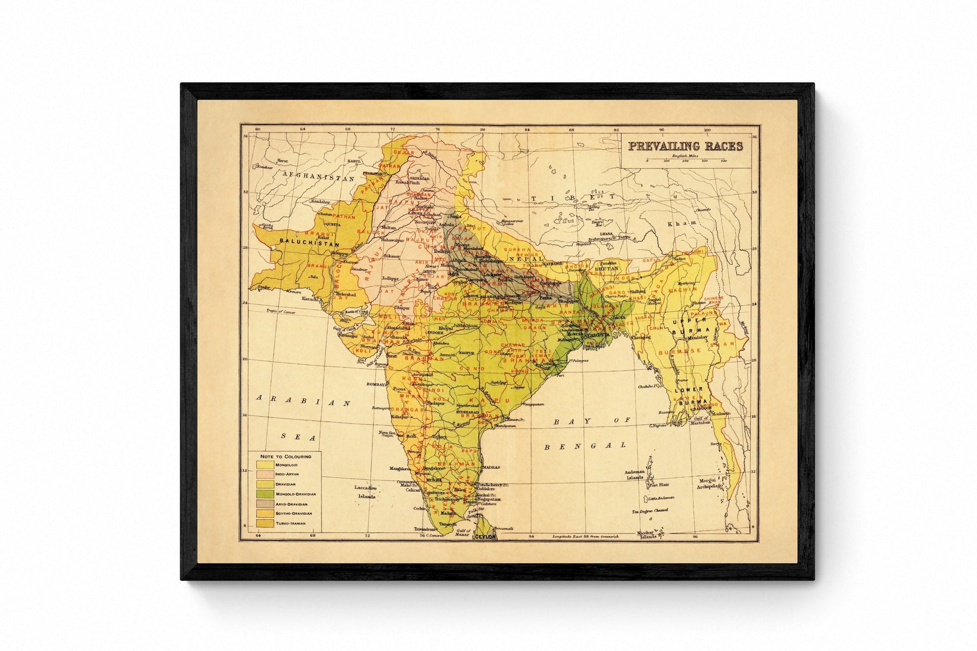 India (Prevailing Races) Map - Antique Reproduction - Ethnology - Anthropology - Ethnography - Human Races - 1908 Map - Available Framed