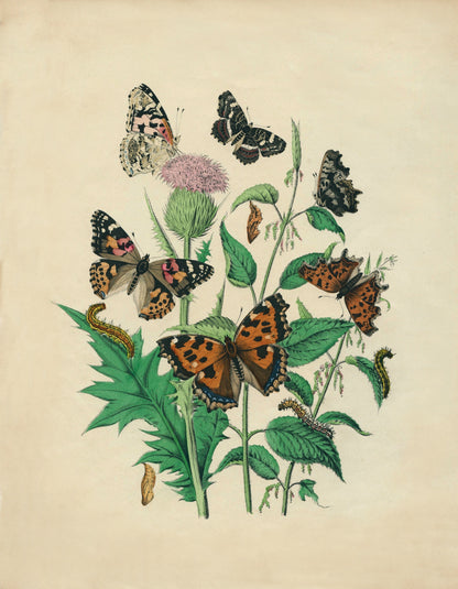Butterfly Print