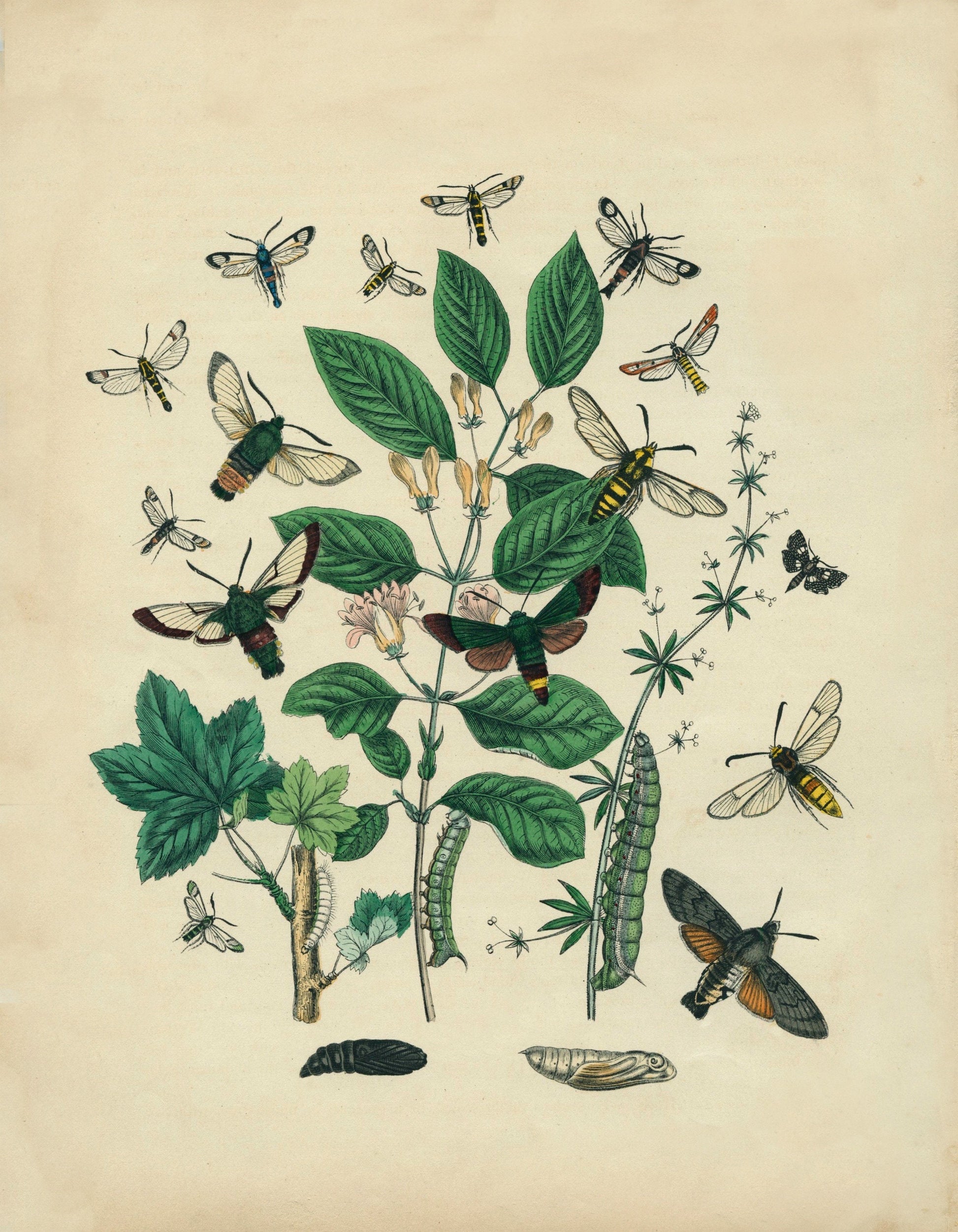 Insect Botanical Print – antique art print from Ninska Designs