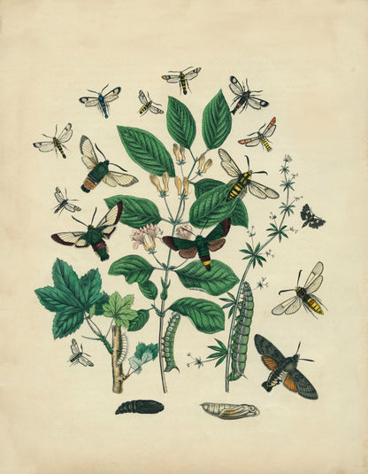 Insect Botanical Print – antique art print from Ninska Designs