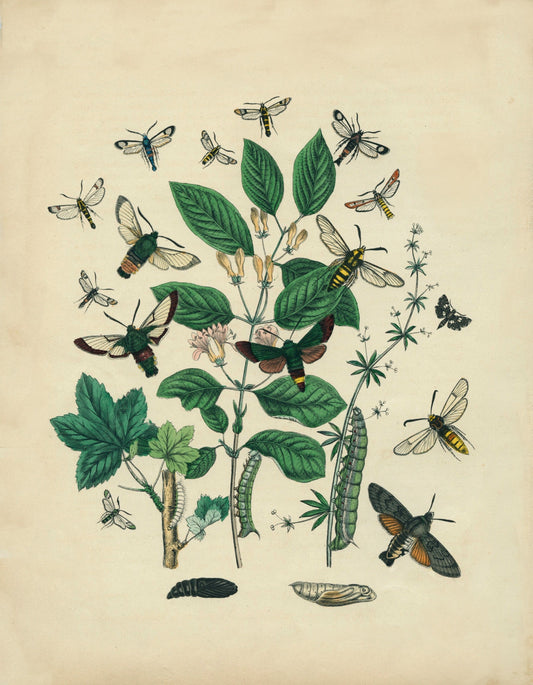 Insect Botanical Print – antique art print from Ninska Designs