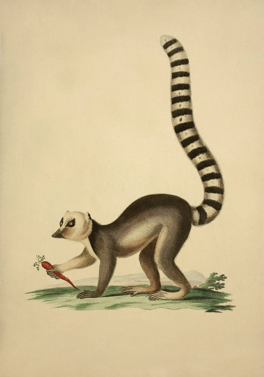 Ring Tailed Lemur Print – antique art print from Ninska Designs