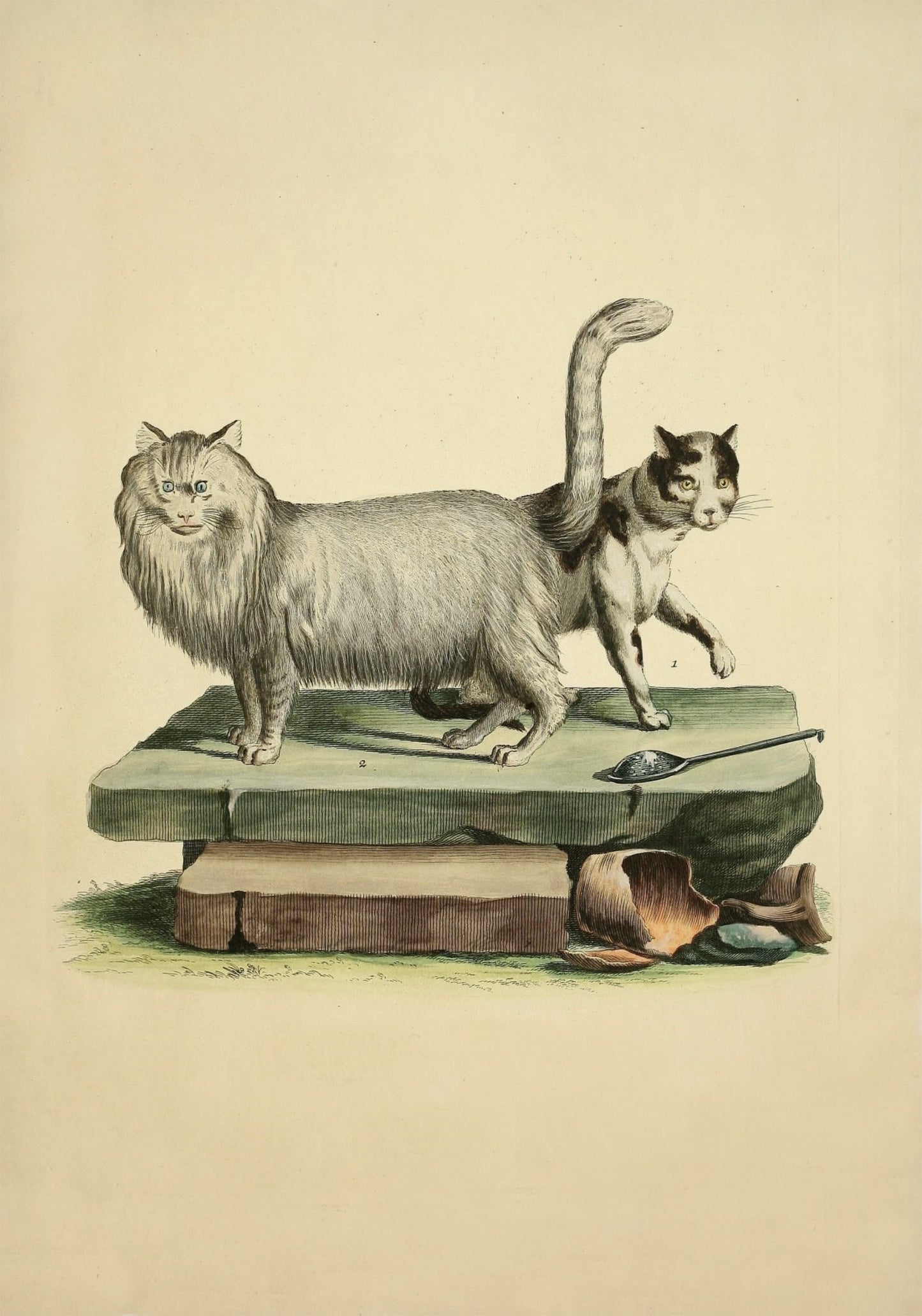 Domestic Cat and Angora Cat Print – antique art print from Ninska Designs