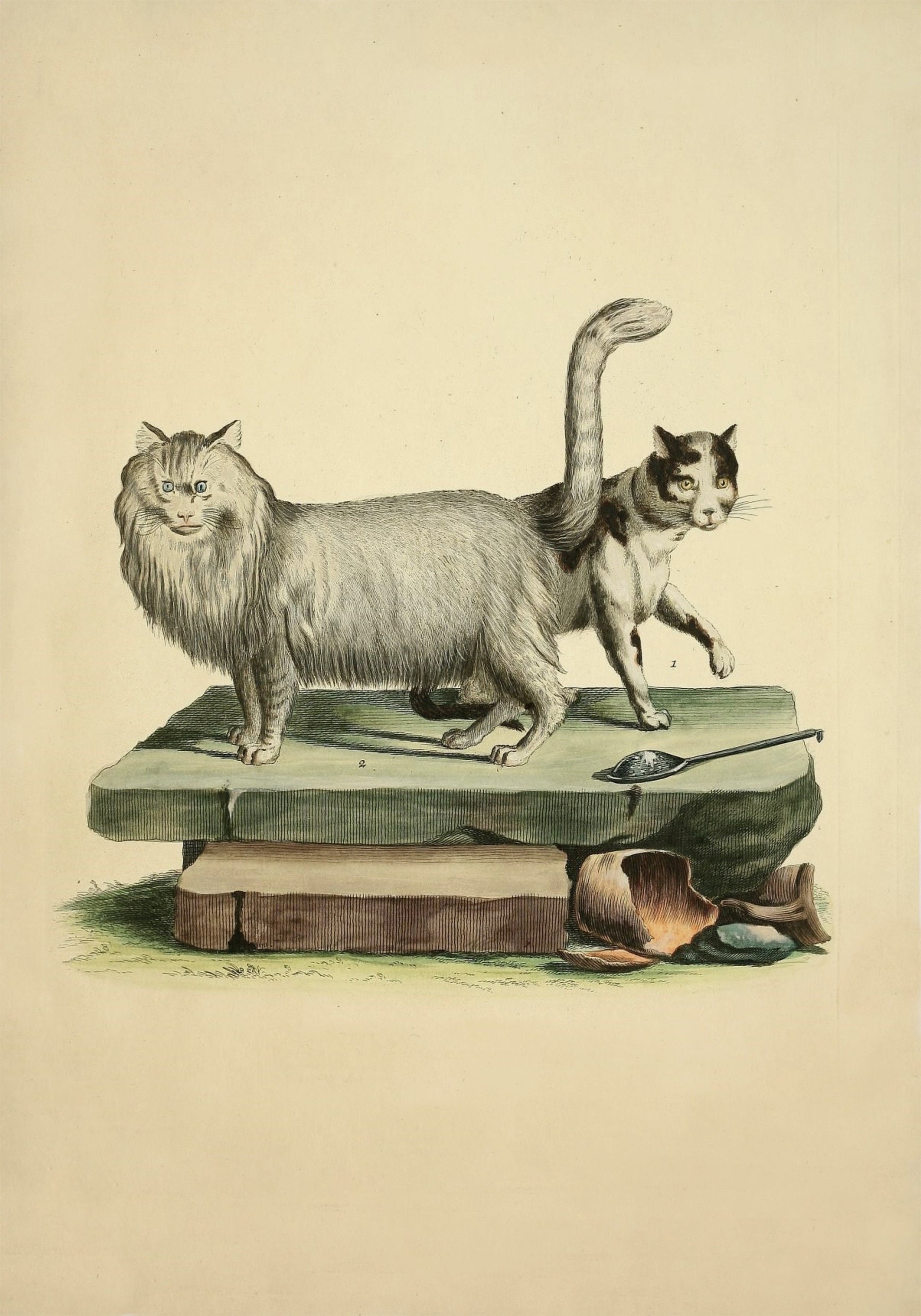 Domestic Cat and Angora Cat Print – antique art print from Ninska Designs