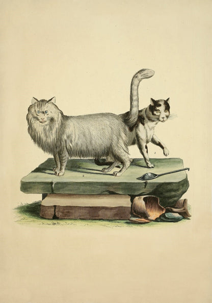 Domestic Cat and Angora Cat Print – antique art print from Ninska Designs