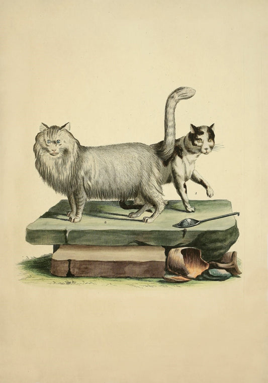 Domestic Cat and Angora Cat Print – antique art print from Ninska Designs