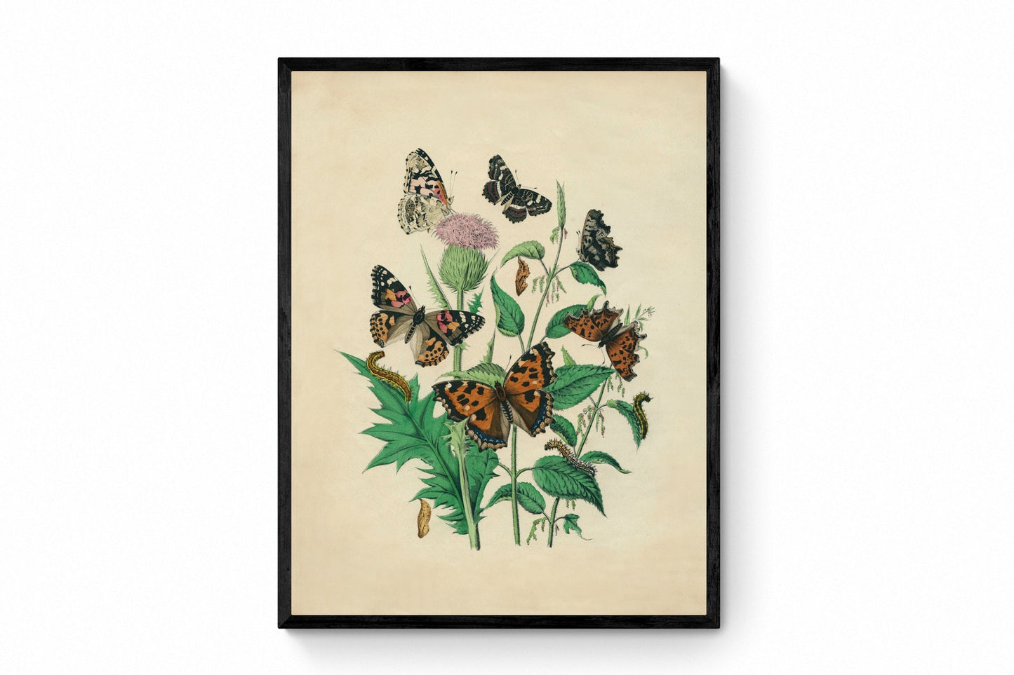 Butterfly Print