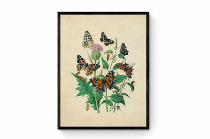 Butterfly Print