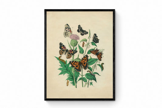Butterfly Botanical Print - Antique Art Reproduction - Lepidoptera - Entomology - Insect Art - Moth - Available Framed