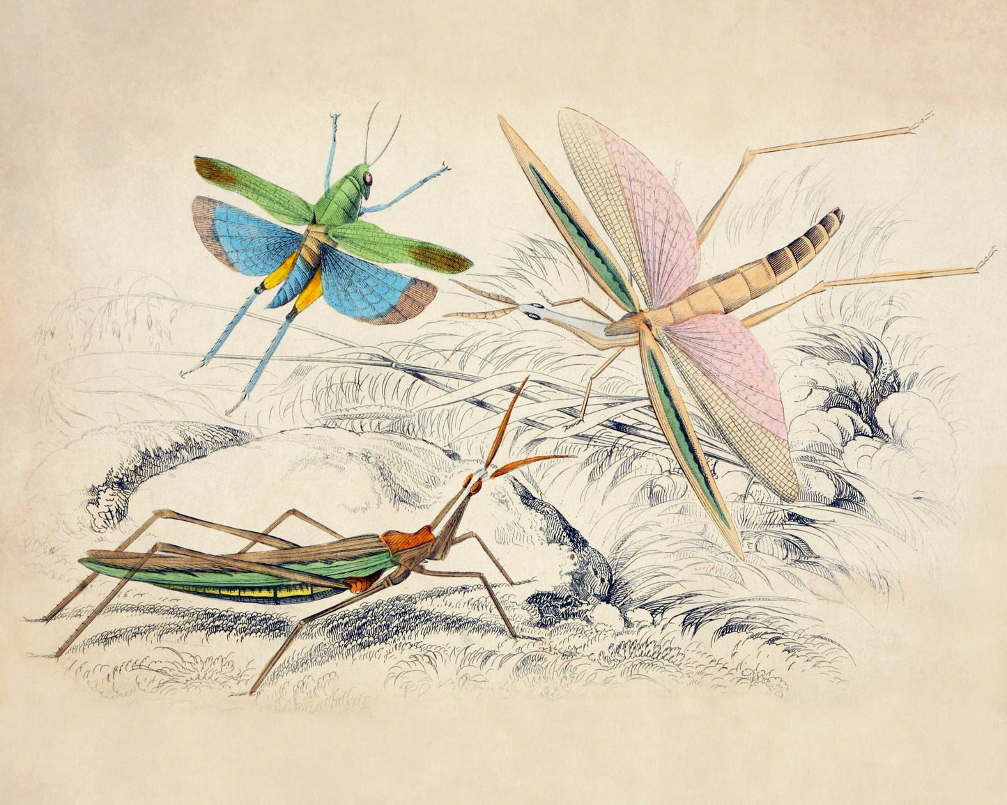 Locusta surinama, Truxalis conicus, and Truxalis brasiliensis – antique art print from Ninska Designs