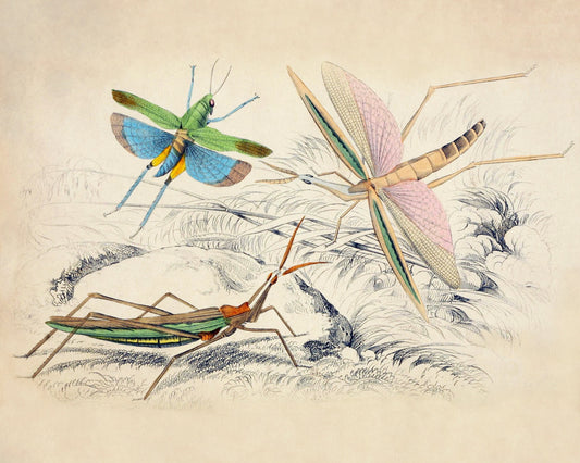 Locusta surinama, Truxalis conicus, and Truxalis brasiliensis – antique art print from Ninska Designs