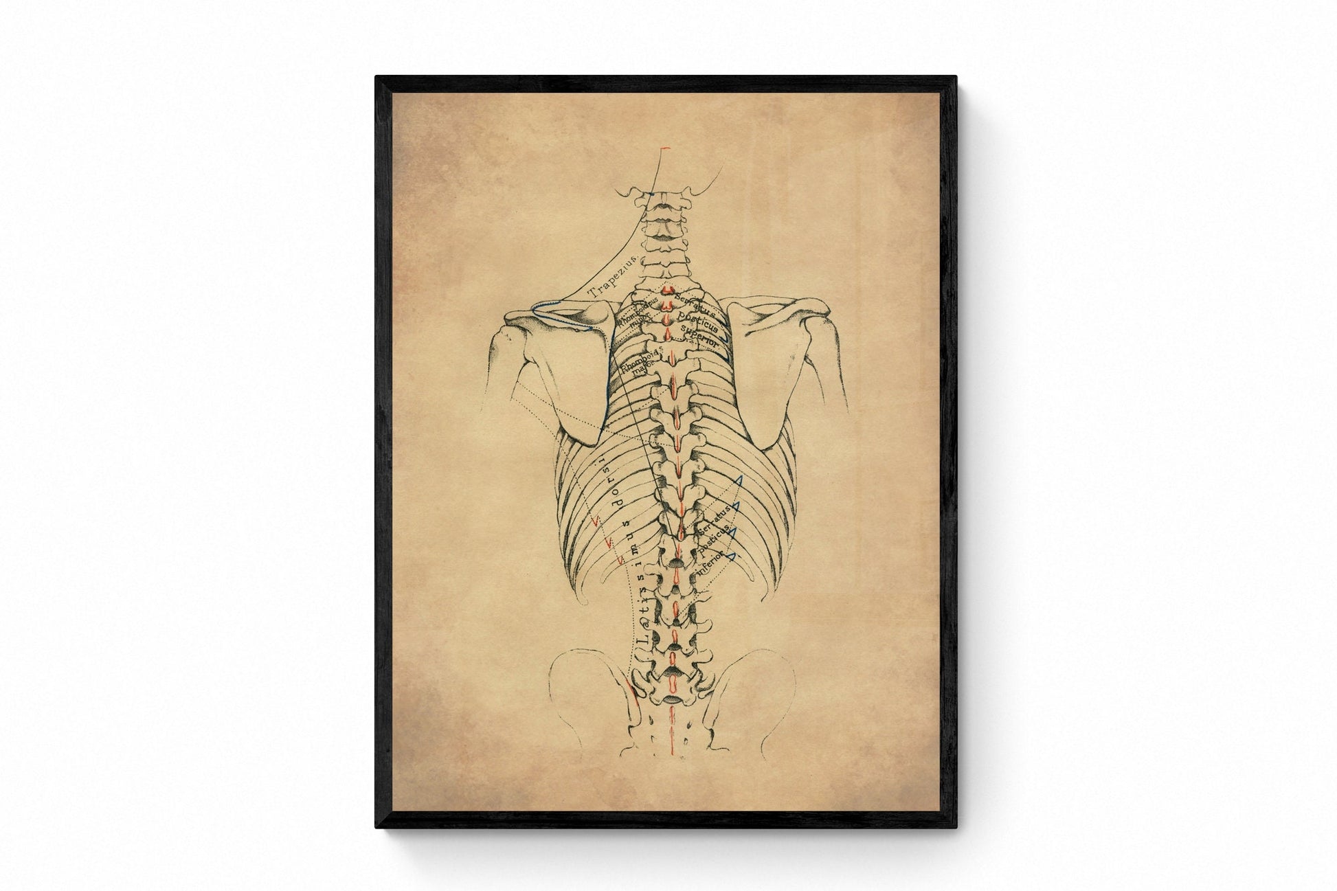Skeleton Chest Print le Framed