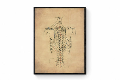 Skeleton Chest Print le Framed