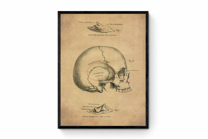 Skull Print - Osteology - Antique Reproduction - Science - Anatomy - Medical Decor - Skeleton - Available Framed