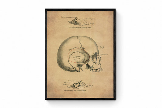 Skull Print - Osteology - Antique Reproduction - Science - Anatomy - Medical Decor - Skeleton - Available Framed