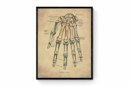 Hand Bones Print
