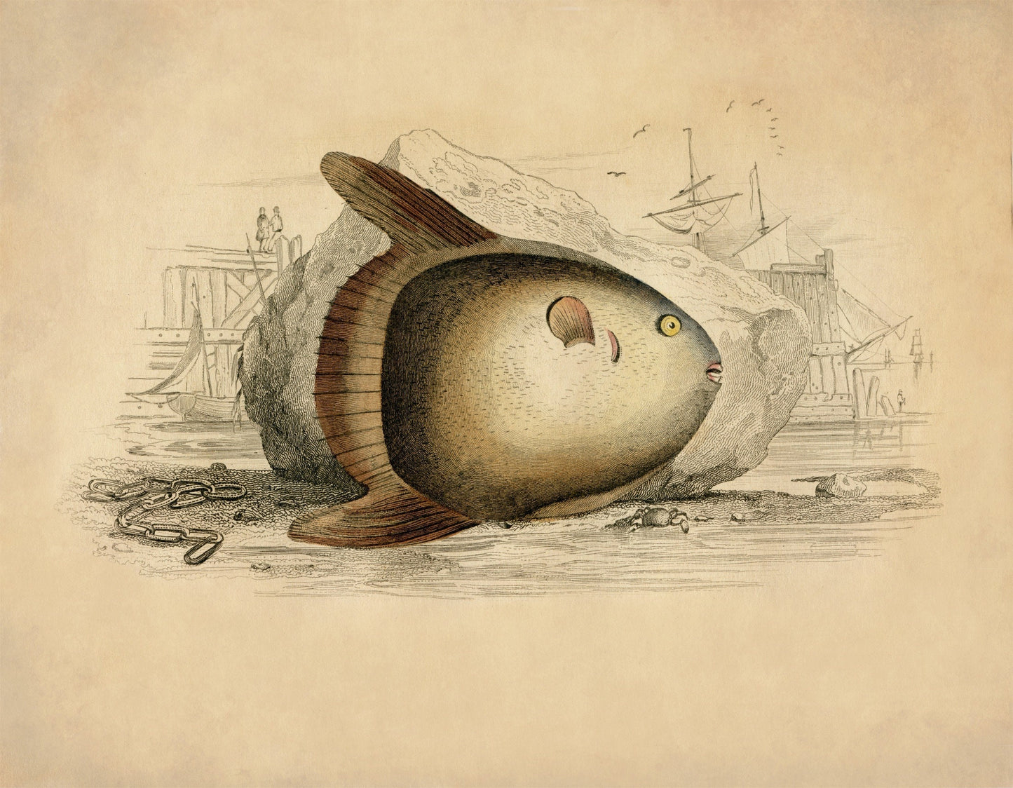 Short Sunfish Print – antique art print from Ninska Designs