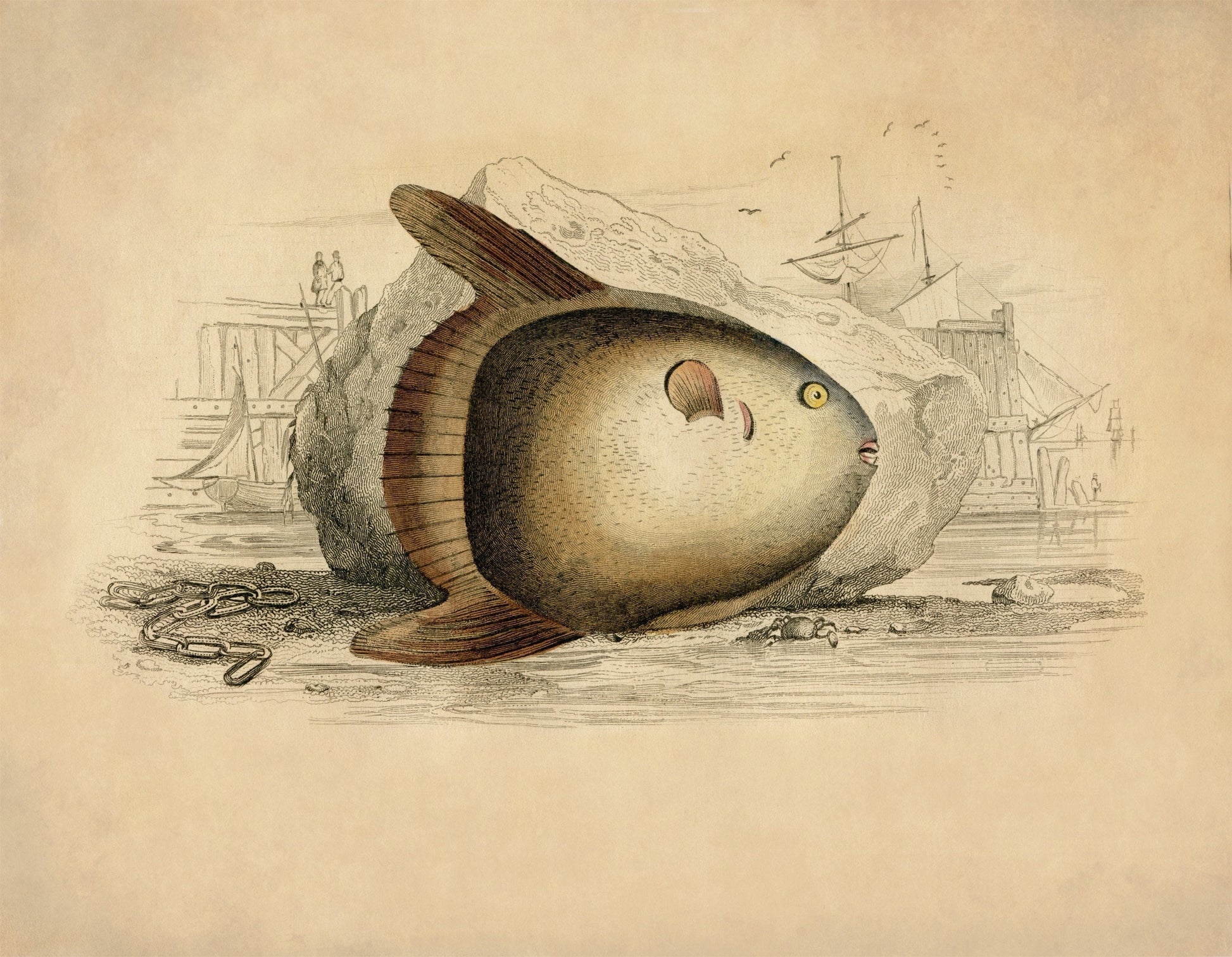 Short Sunfish Print – antique art print from Ninska Designs