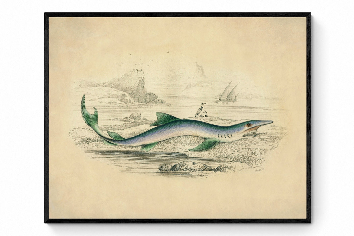 Blue Shark Print - Antique Reproduction - Fish Wall Art - Ocean Wall Decor - Natural History - Available Framed