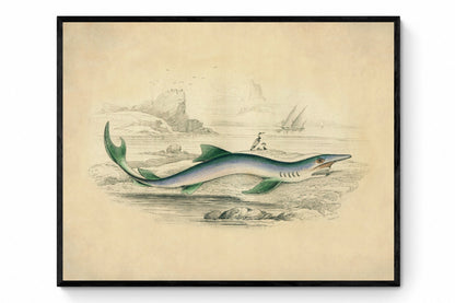 Blue Shark Print - Antique Reproduction - Fish Wall Art - Ocean Wall Decor - Natural History - Available Framed