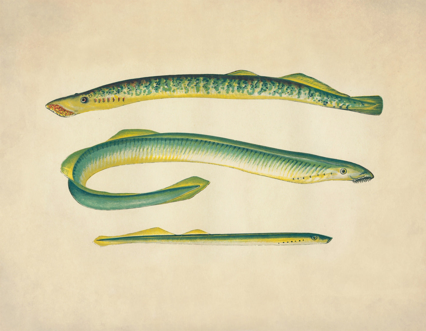 Sea Lamprey, Lampern and Silver Lamprey Print – antique art print from Ninska Designs