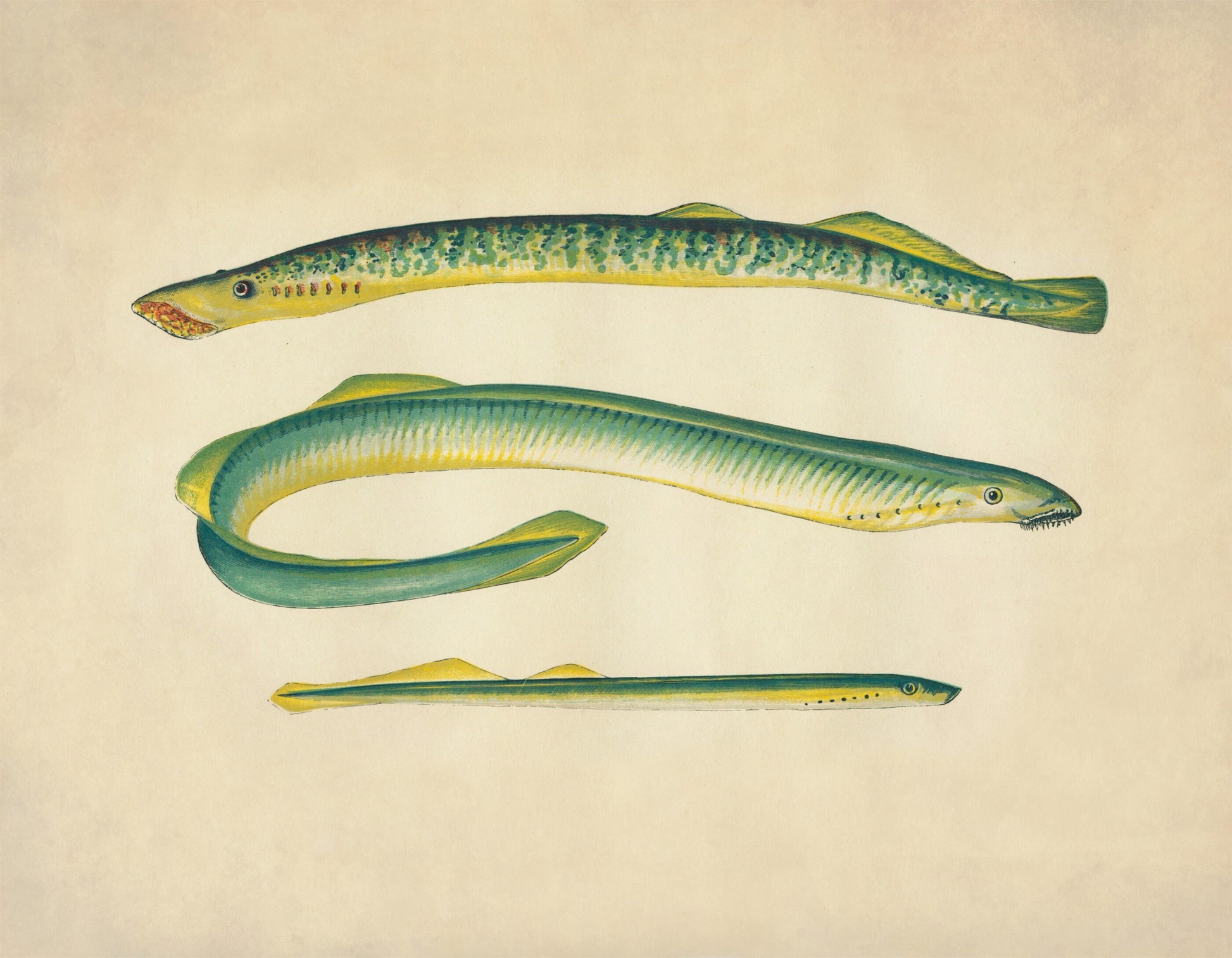 Sea Lamprey, Lampern and Silver Lamprey Print – antique art print from Ninska Designs