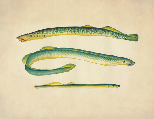Sea Lamprey, Lampern and Silver Lamprey Print – antique art print from Ninska Designs