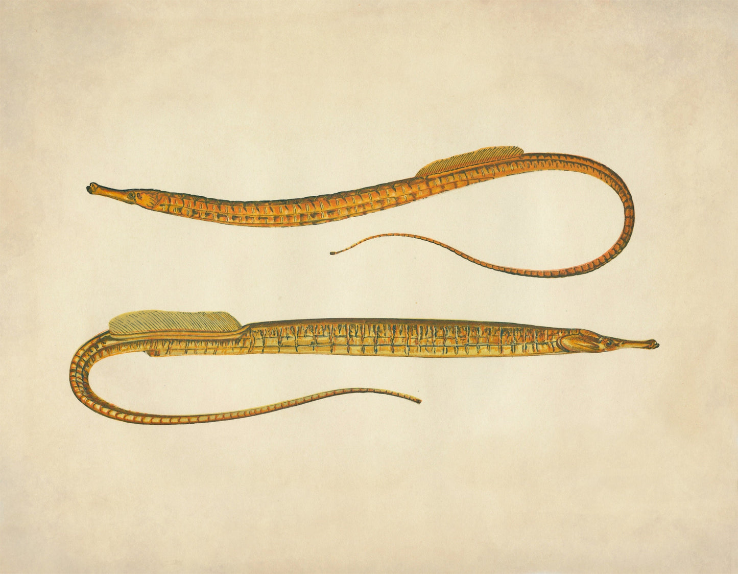 Ocean Pipefish Print – antique art print from Ninska Designs