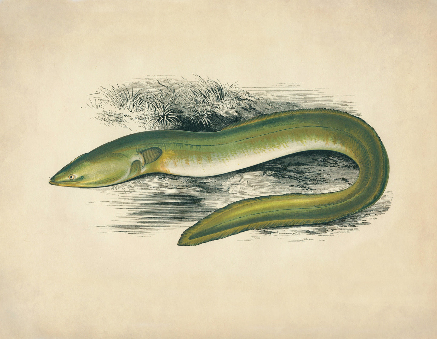 Sharp – antique art print from Ninska Designs