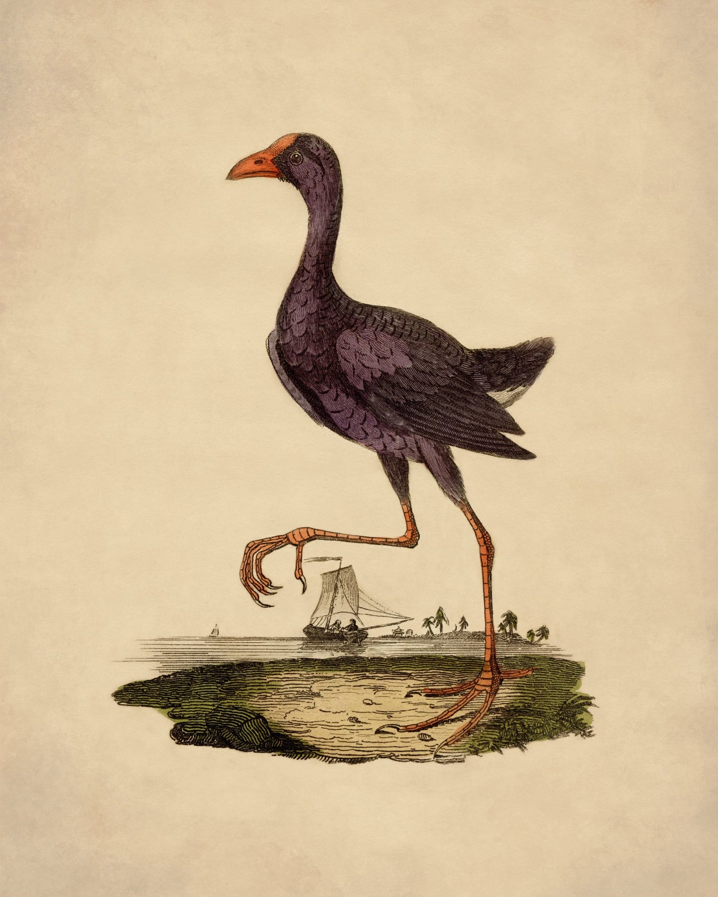 Purple Heron Print – antique art print from Ninska Designs