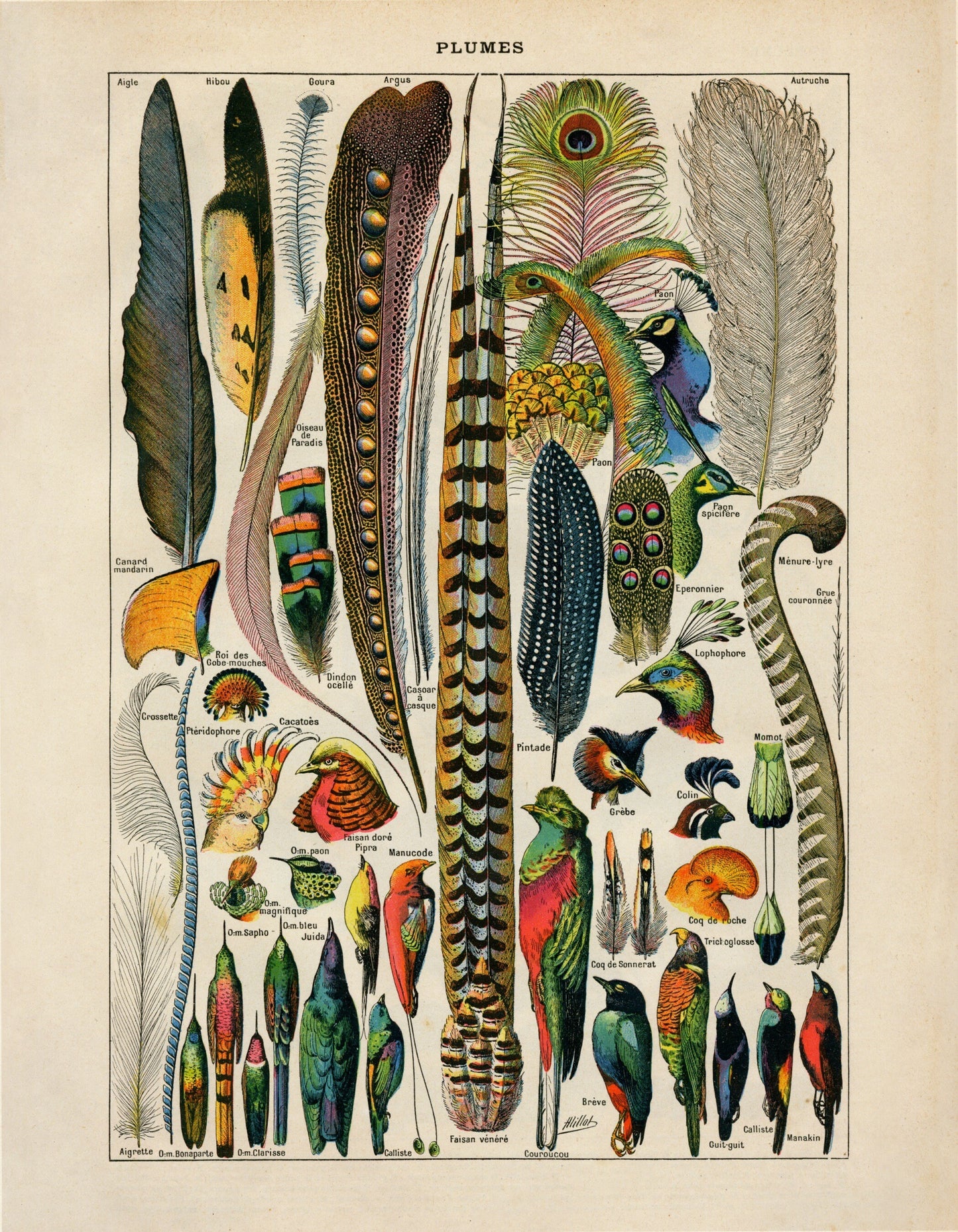 Feather Poster – antique art print from Ninska Designs