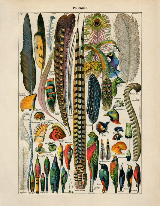 Feather Poster – antique art print from Ninska Designs