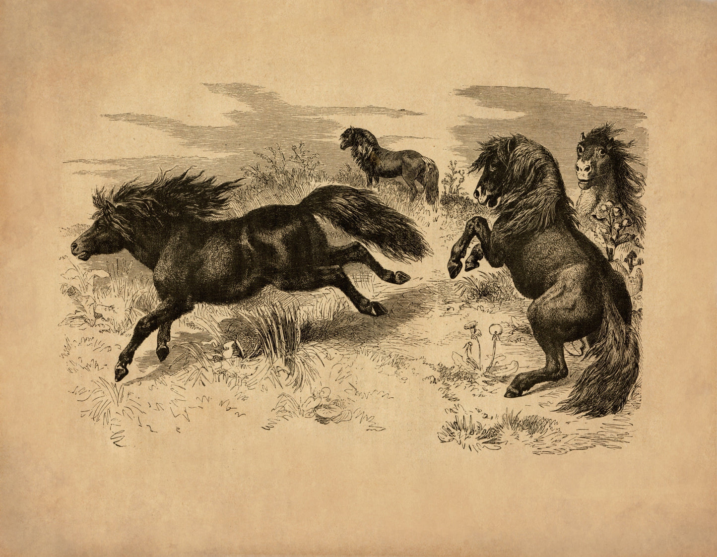 Shetland Ponies Print – antique art print from Ninska Designs