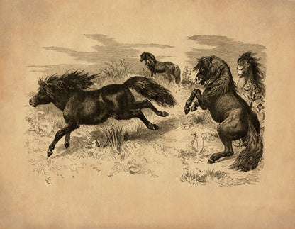 Shetland Ponies Print – antique art print from Ninska Designs
