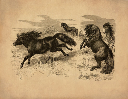 Shetland Ponies Print – antique art print from Ninska Designs