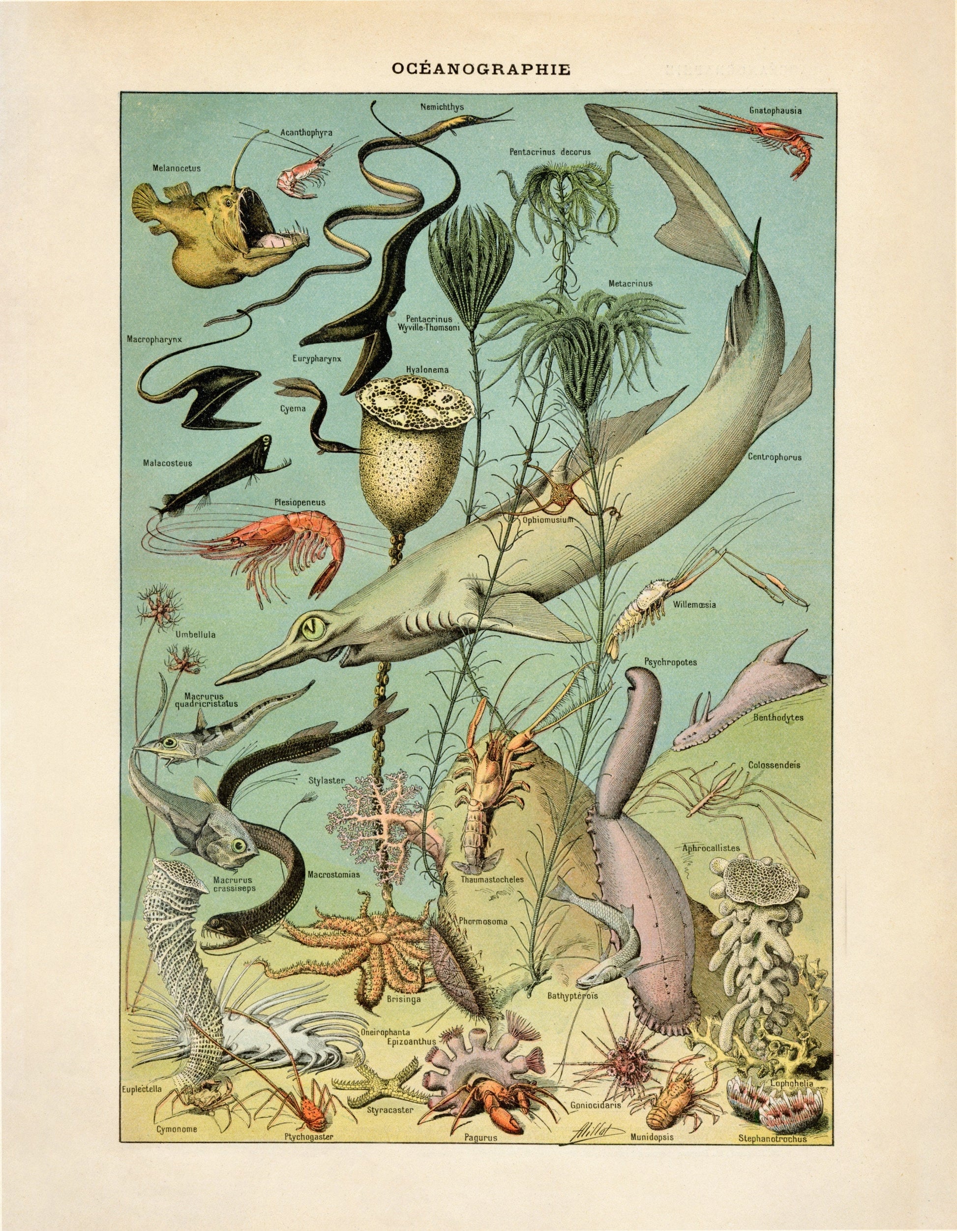 Oceanography Poster – antique art print from Ninska Designs